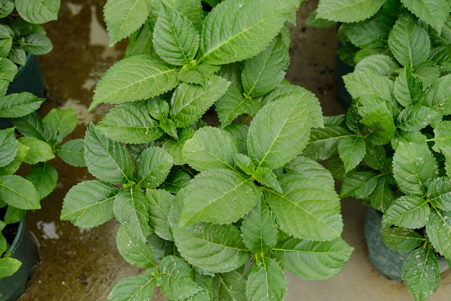 傍晚进行, 冬季一般浇, 时候进行 傍晚进行, 冬季一般浇, 时候进行