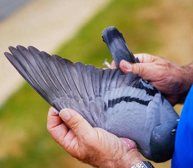 甚至, 欢挑, 母鸽就高腔