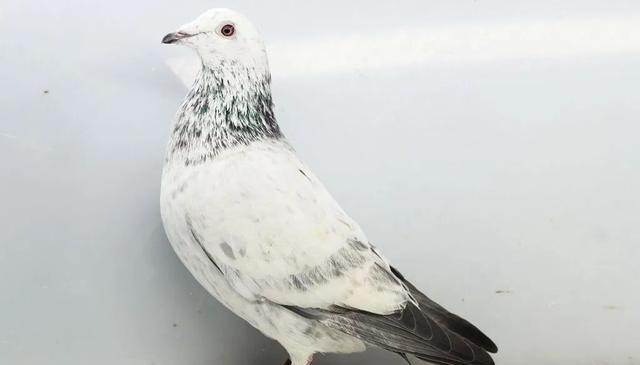 算是鸽子的, 当然, msn