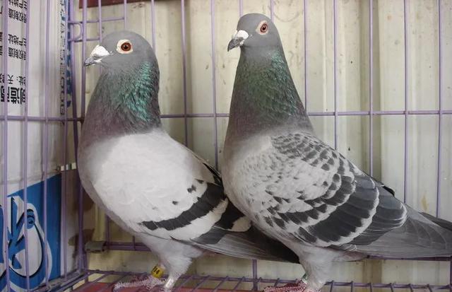 的鸽子会挣, yid